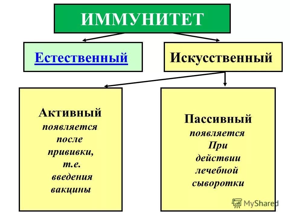 После вакцины вырабатывается