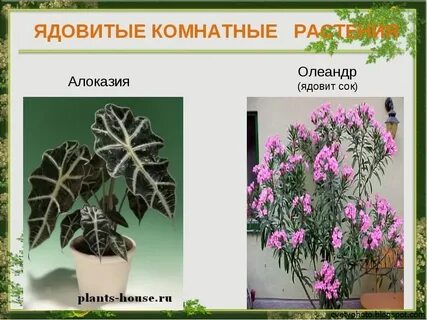 Ядовитые комнатные растения цветы