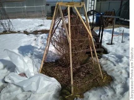 Туя на зиму укрывать или нет