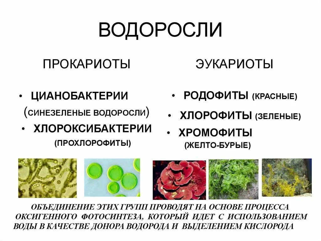 Водоросли являются организмами имеют. Синезелёные водоросли цианобактерии. Сине-зеленые водоросли прокариоты. Цианобактерии сине-зеленые водоросли. Цианобактерия прокариот или эукариот.