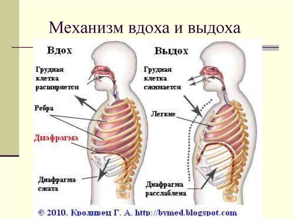 Дыхание во время работы. Дыхательная система человека механизм вдоха и выдоха. Диафрагма механизм вдоха и выдоха. Механизм дыхания диафрагма вдох и выдох. Диафрагма человека при вдохе.