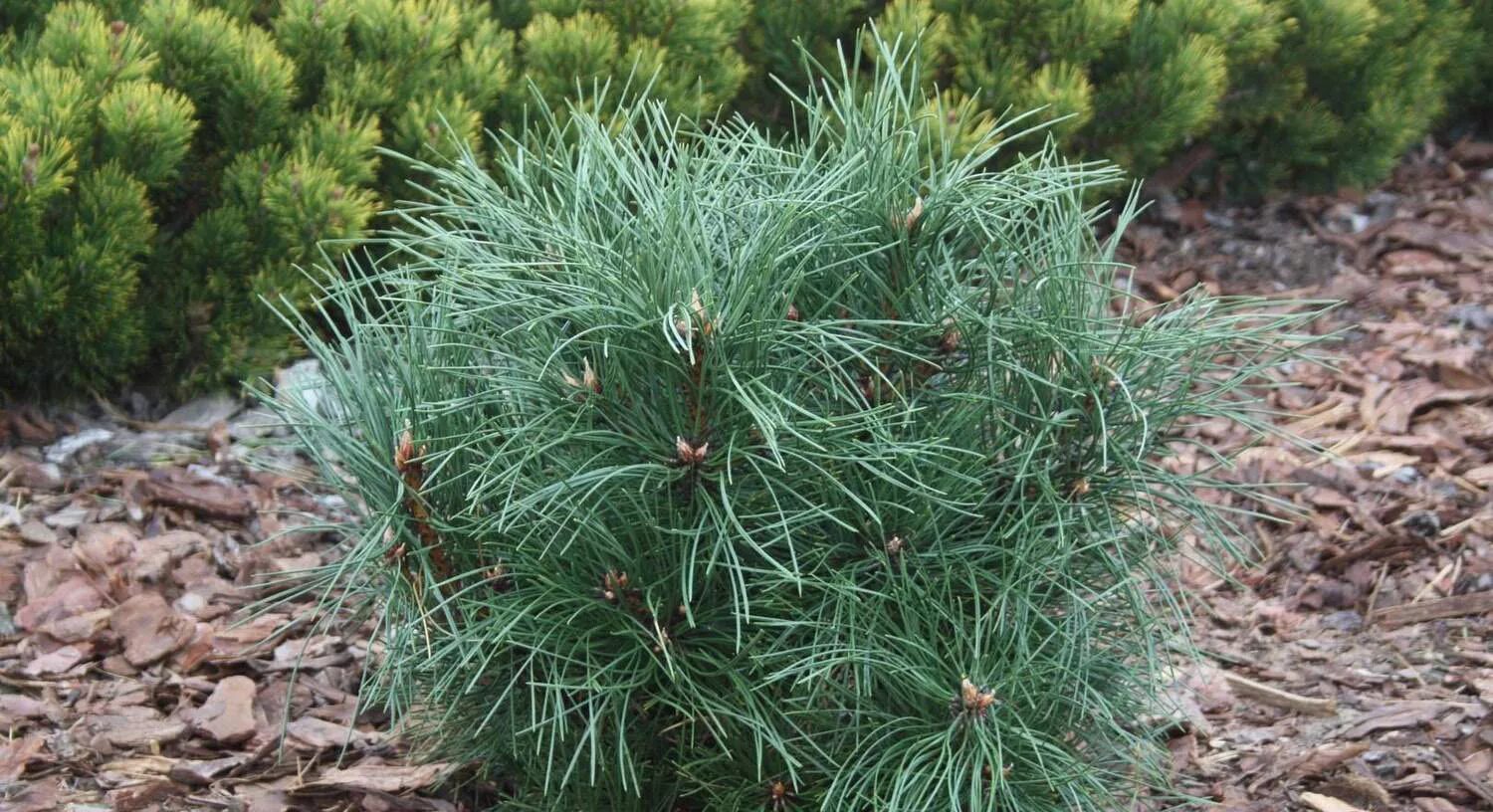 Сосна нигра описание. Сосна Pinus nigra. Pinus nigra globosa. Сосна черная Пинус Нигра. Сосна Горная Глобоза.