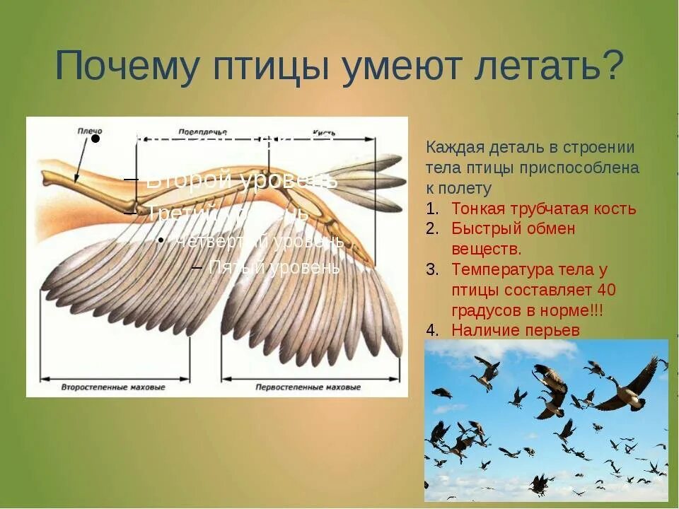 Благодаря чему птицы сохраняют постоянную высокую температуру. Летающая птица анатомия. крыло птицы. строение тела птицы. почему птицы летают.