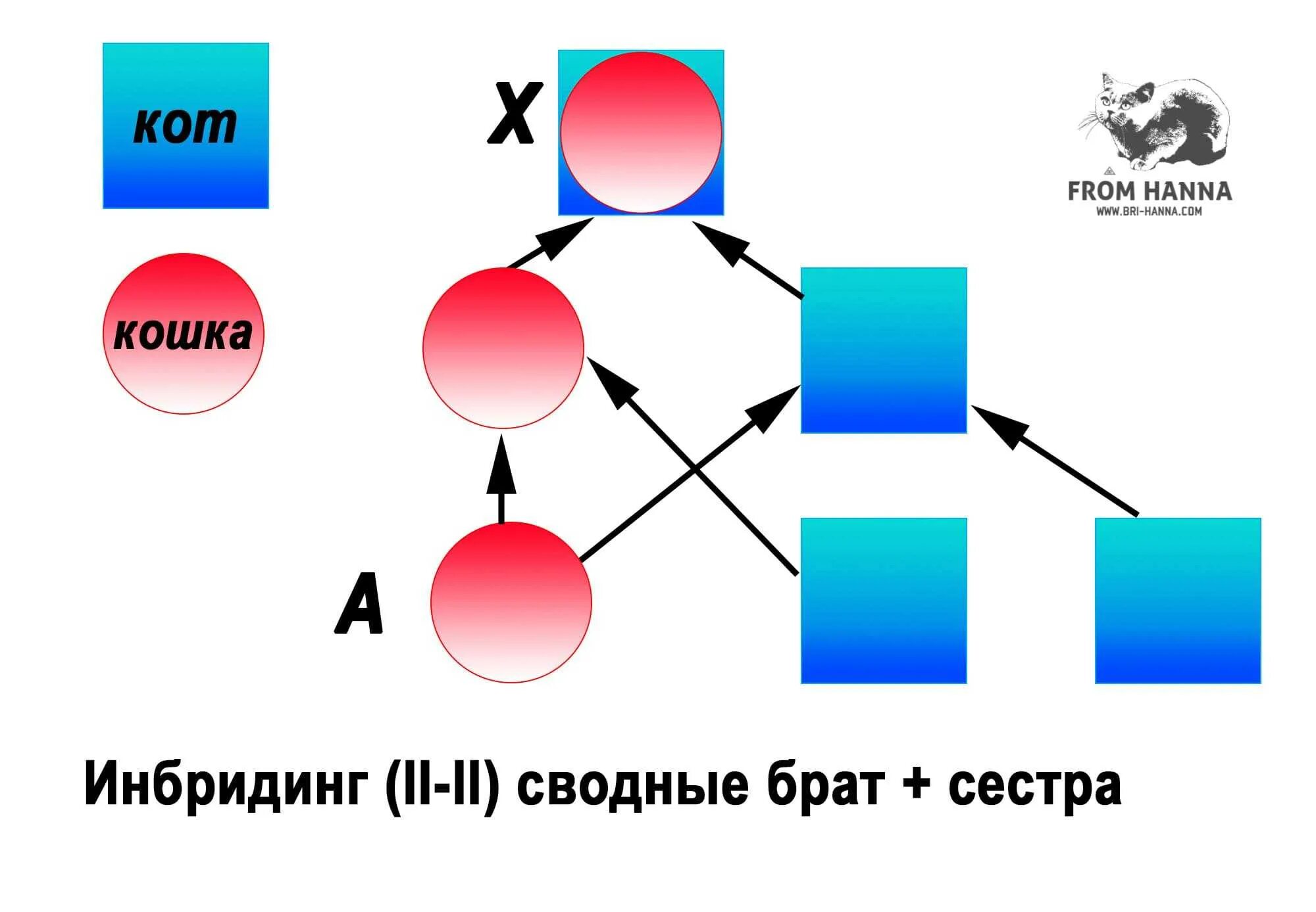 Инбридинг схема скрещивание. Инбридинг близкородственное скрещивание. Тесный инбридинг у собак. Степени инбридинга. Получение чистых линий инбридингом