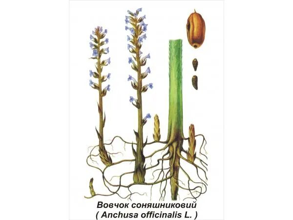 Сорняк заразиха подсолнечная. Заразиха подсолнечная. Заразиха подсолнечная семена. Корневой паразит заразиха. Заразиха растение паразит.