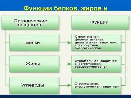 Роль и значение белков и жиров