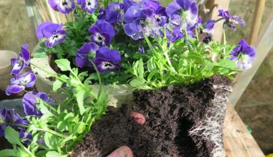 рассада«анютины глазки», «виола». виола виттрока флоренция. как вырастить виолу. цветы виола виттрока. анютины глазки и виола в грунт.