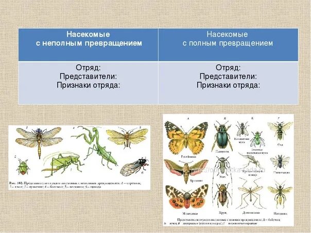 Примеры развития насекомых с полным и неполным метаморфозом. Насекомые с неполным превращением таблица. Отряды с полным и неполным превраш. Кто относится к насекомым с неполным превращением.