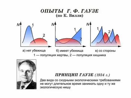 Эксперименты гаузе с инфузориями