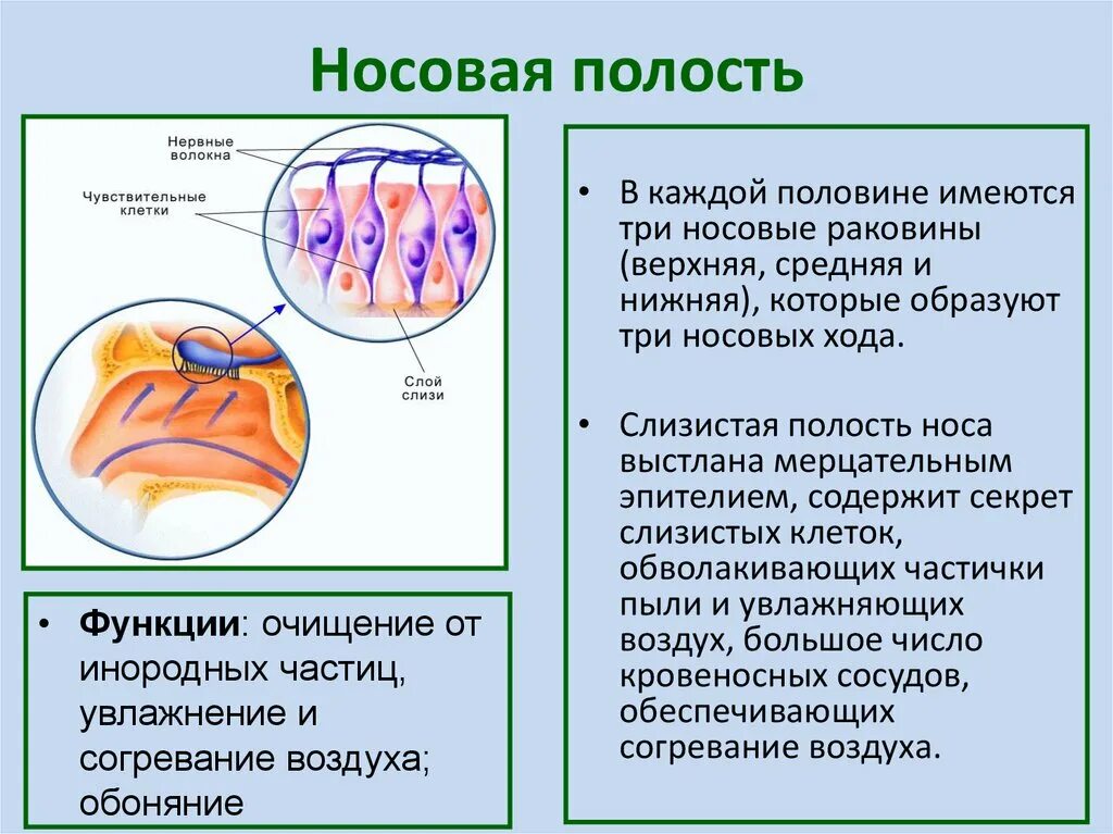 Очищение воздуха носовая полость. Функции носовой полости. Функции полости носа. Увлажнение воздуха в полости носа.