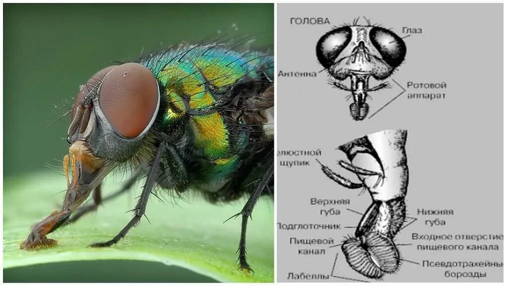 Ротовой аппарат комнатной мухи строение. Ротовой аппарат мухи дрозофилы. Анатомическое строение мухи. Строение хоботка мухи. Сколько едят мухи
