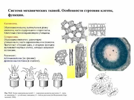 Механическая ткань образованная живыми клетками
