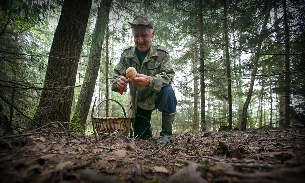 Грибники в лесу. Собирание грибов в лесу. Поход в лес за грибами. Дети собирают грибы. Собирать грибы.