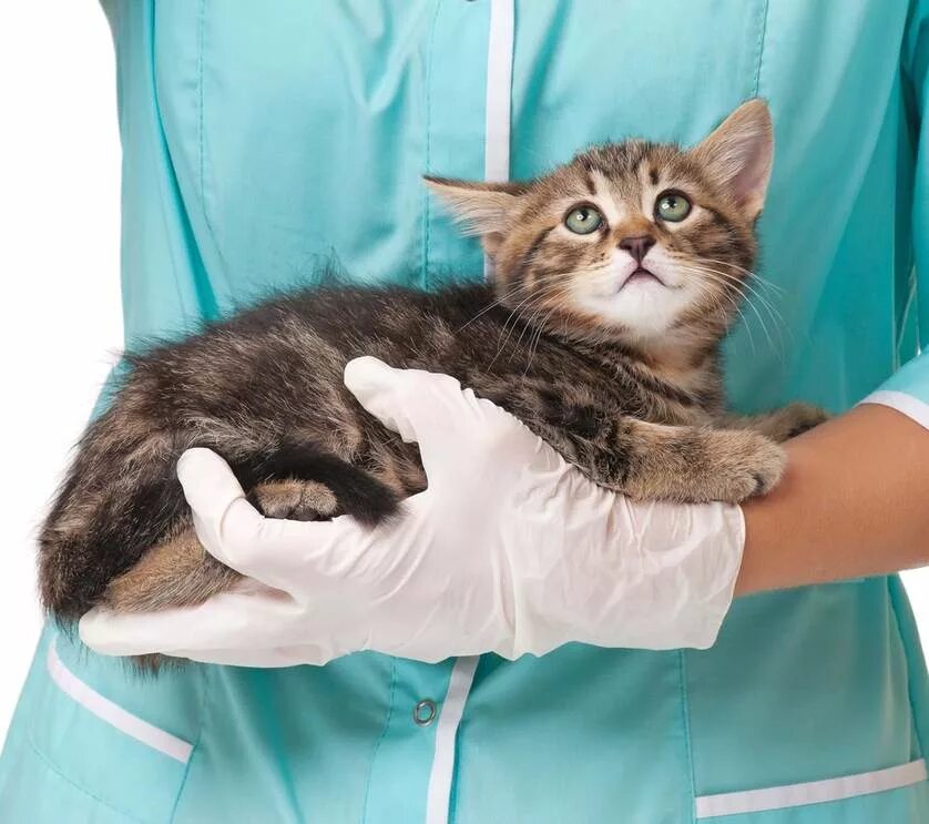 Ветеринар котят. Кошка ветеринария. ветеринар с кошкой. котенок у ветеринара. кошка в ветеринарной клинике.