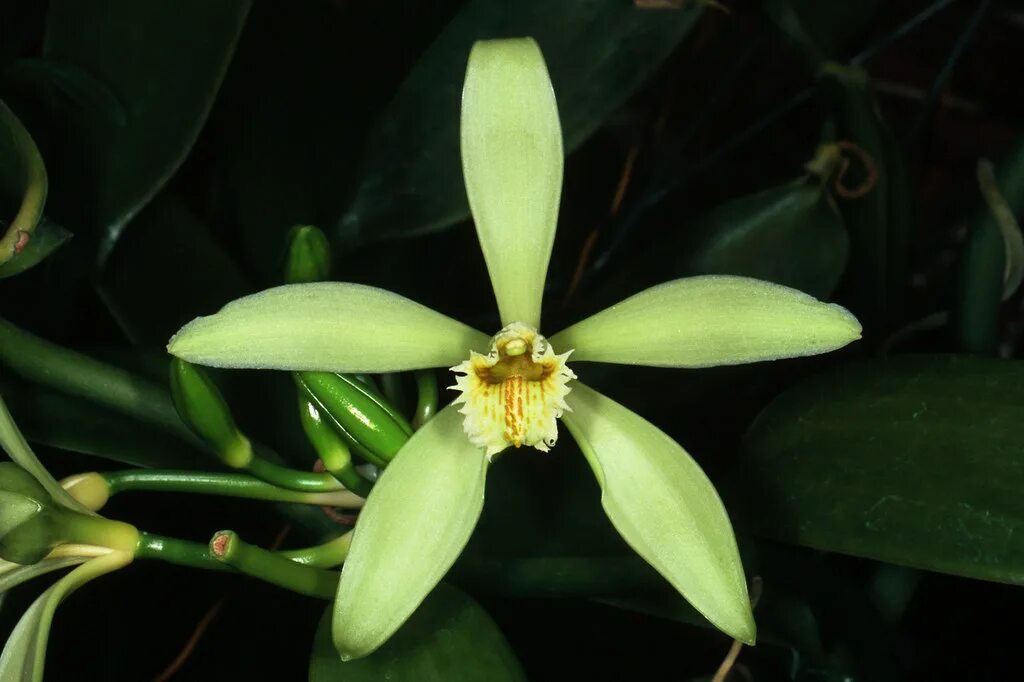 Vanilla plants. Орхидея ваниль плосколистная. ванили плосколистной (vanilla planifolia). орхидея ваниль вариегатная. орхидея ванилла.