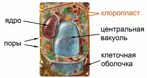 Вакуоли животной клетки