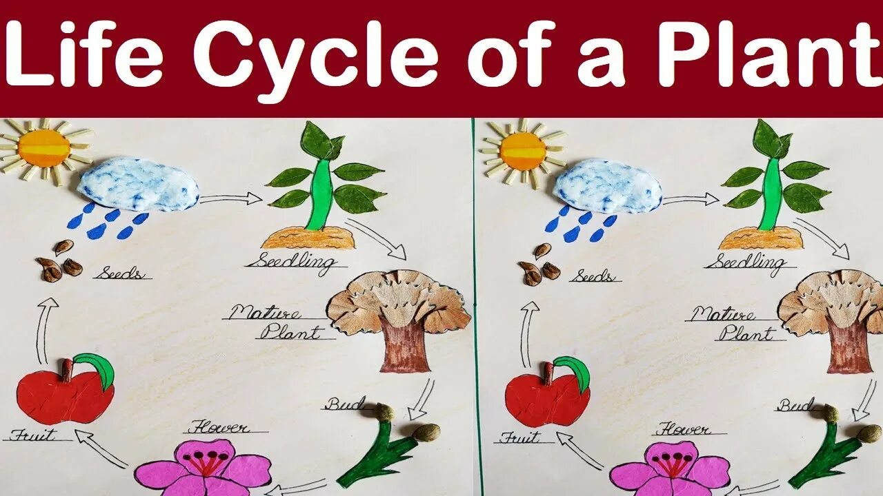 Plant Life Cycle. Plant Life Cycle for Kids. The Plant Life Cycle Stages. Life Cycle of a Plant for children. Are flowers of life