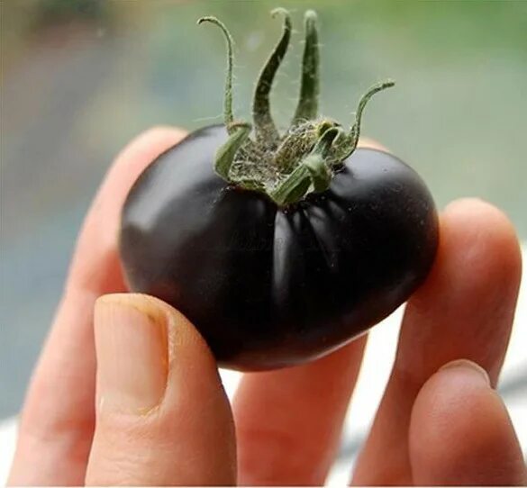 черная редька as030f1. редька черная. чем полезна редька. черные овощи. черный редка.