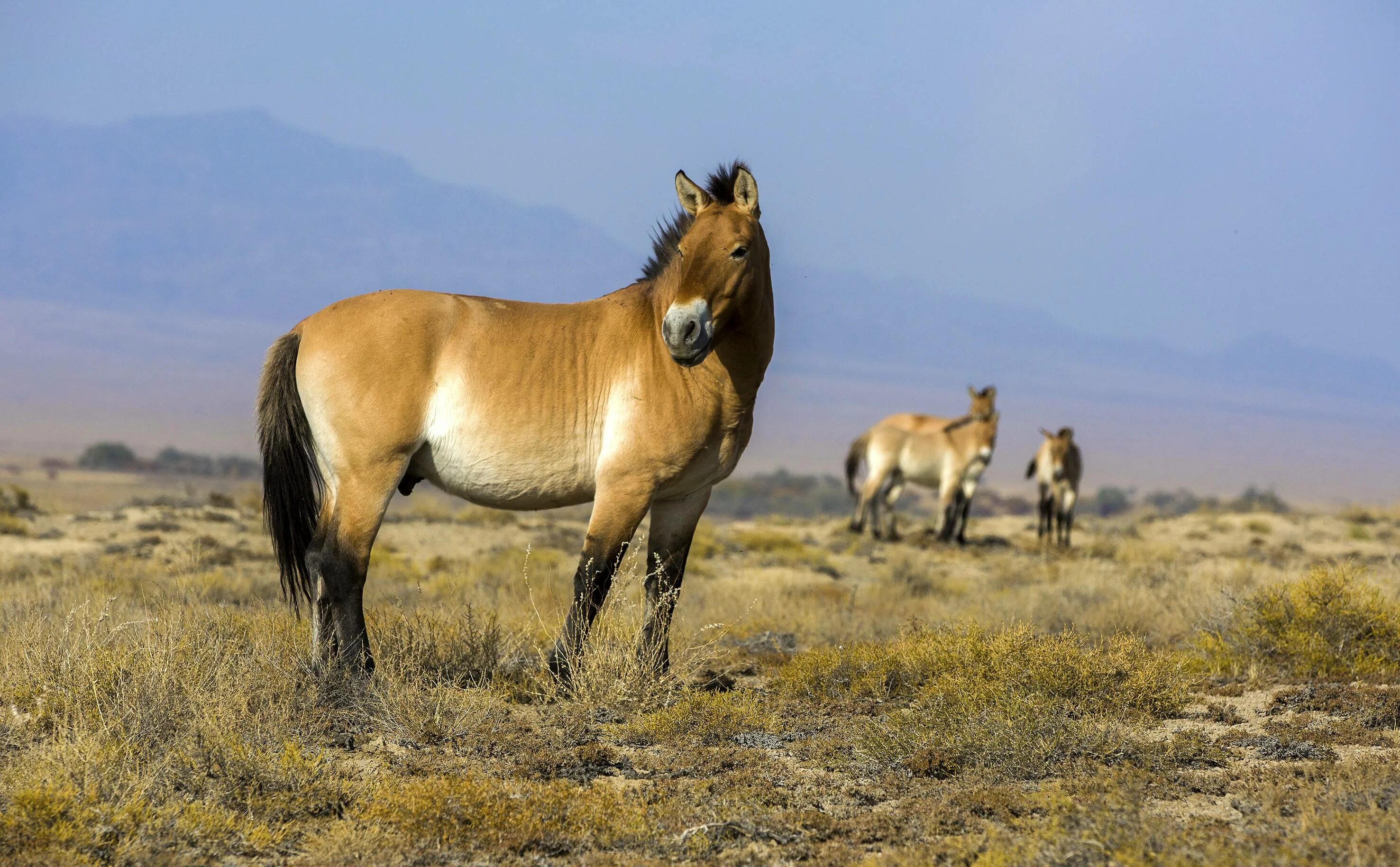 Лошадь Пржевальского. Лошадь Пржевальского Equus przewalskii. Пржевальский лошадь Пржевальского. Лошадь Пржевальского Дикая Монголия. Почему лошадь пржевальского