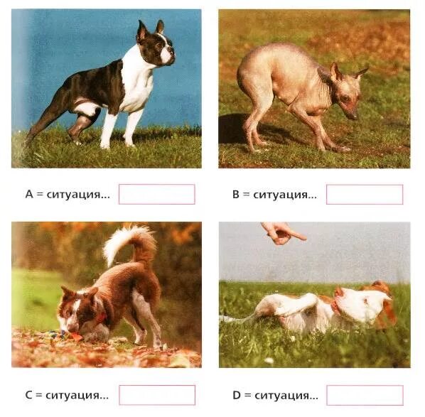 Тест про собак. Тесты позы собак. Демонстрационные позы у собак. Тесты про собак с картинками.