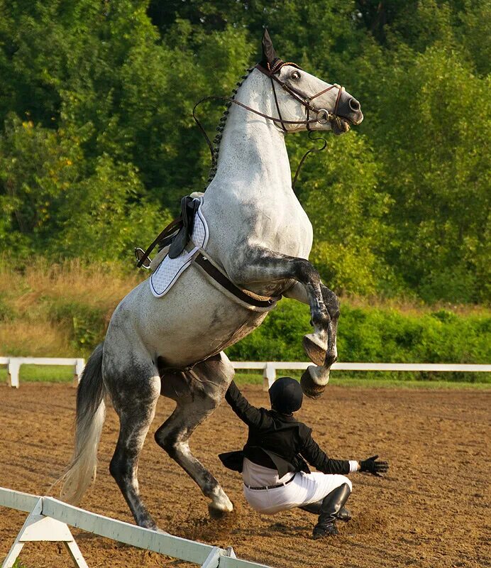 Лошадь под всадником. Спортивный конь. Лошадь галоп. Всадник конный спорт.