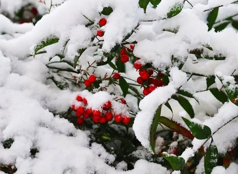 Судьба под снегом. Красивая зима. Зимняя красота. Зимние картинки. Февраль природа.