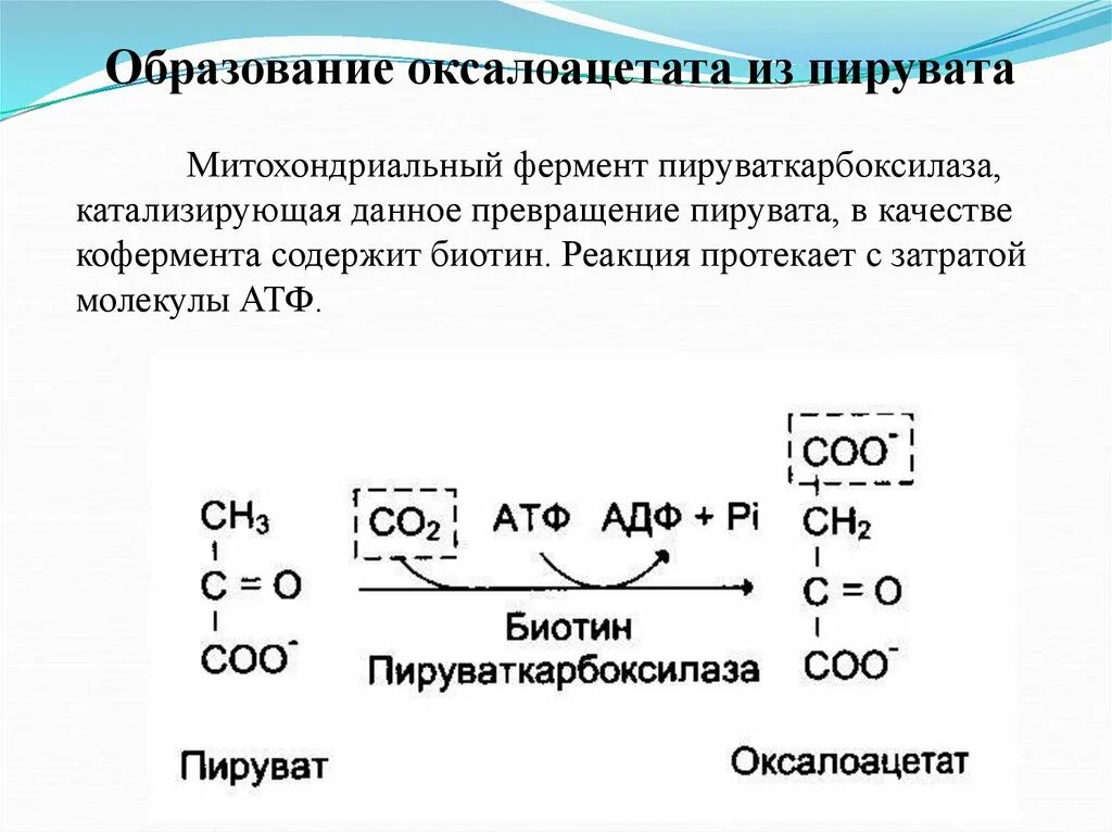 Химическая реакция катализируемая ферментом. Реакции образования оксалоацетата. Реакция образования оксалоацетата из пирувата. Фермент, катализирующий превращение пирувата в оксалоацетат.. Синтез оксалоацетата из пирувата.