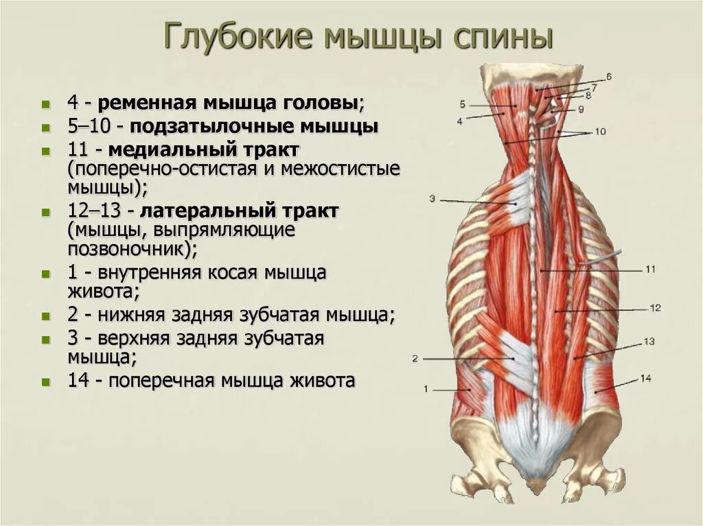 Латеральный тракт мышц спины. Глубокие мышцы спины медиальный тракт анатомия. Поверхностный слой глубоких мышц спины. Мышцы разгибатели спины анатомия.