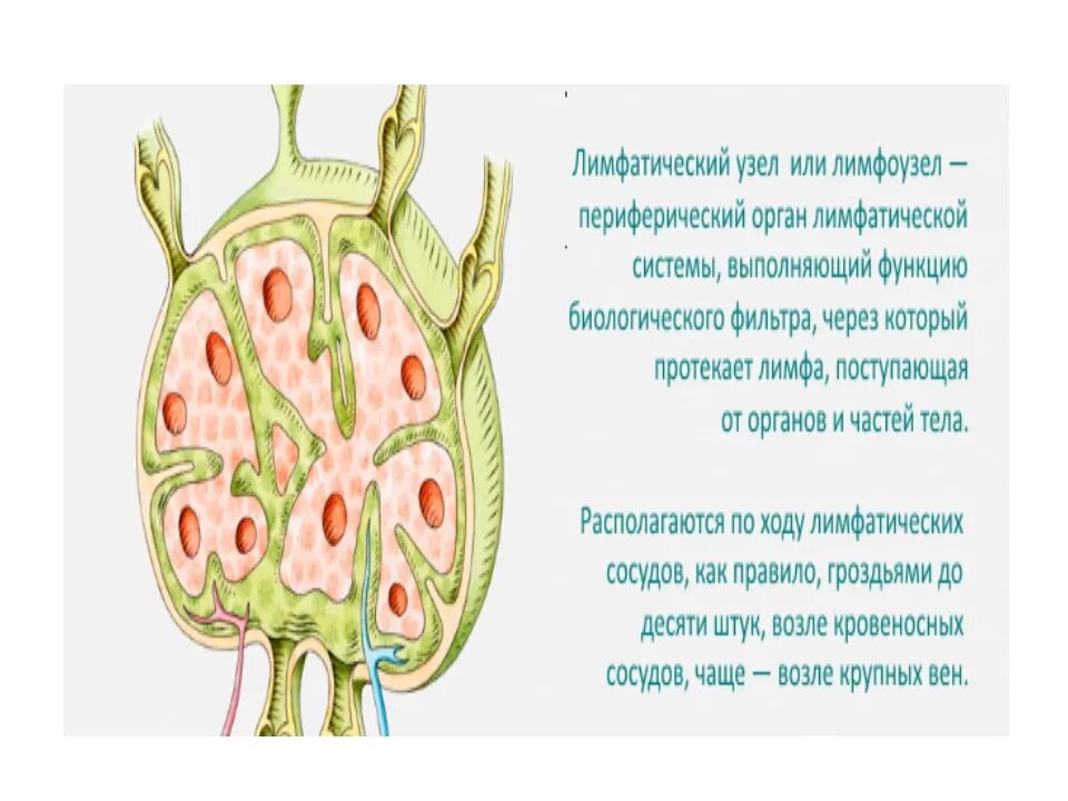 Строение лимфатического русла. Лимфатическая система презентация. Строение лимфатической системы. Строение лимфатической системы человека схема. Рисунок лимфатической системы