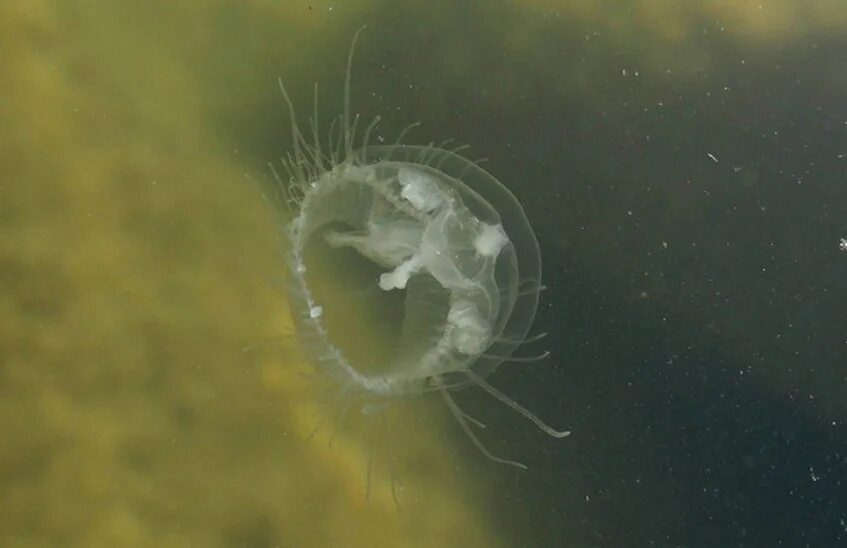 Краспедакуста медуза пресноводная. Пресноводные медузы в россии. Медуза хрисаора. Красивые медузы. Медуза крестовичок.