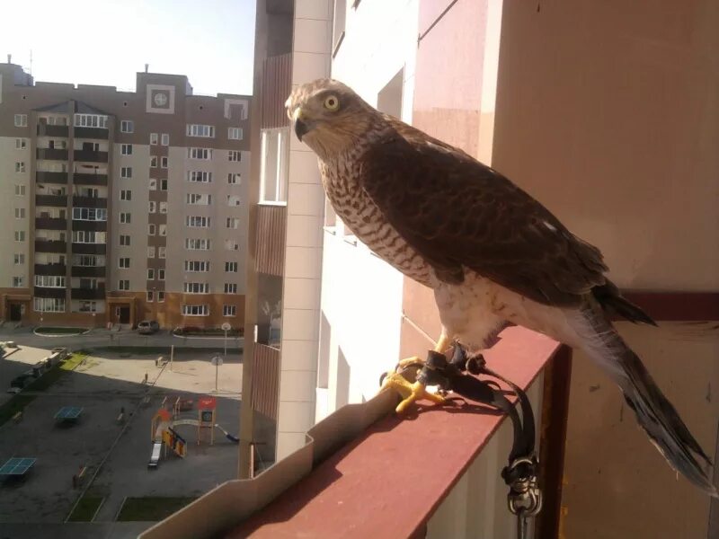 Птицы Барнаула. Живой Сокол. Вилы Сокола живущие в Брянске. Сокол живёт на крыше.