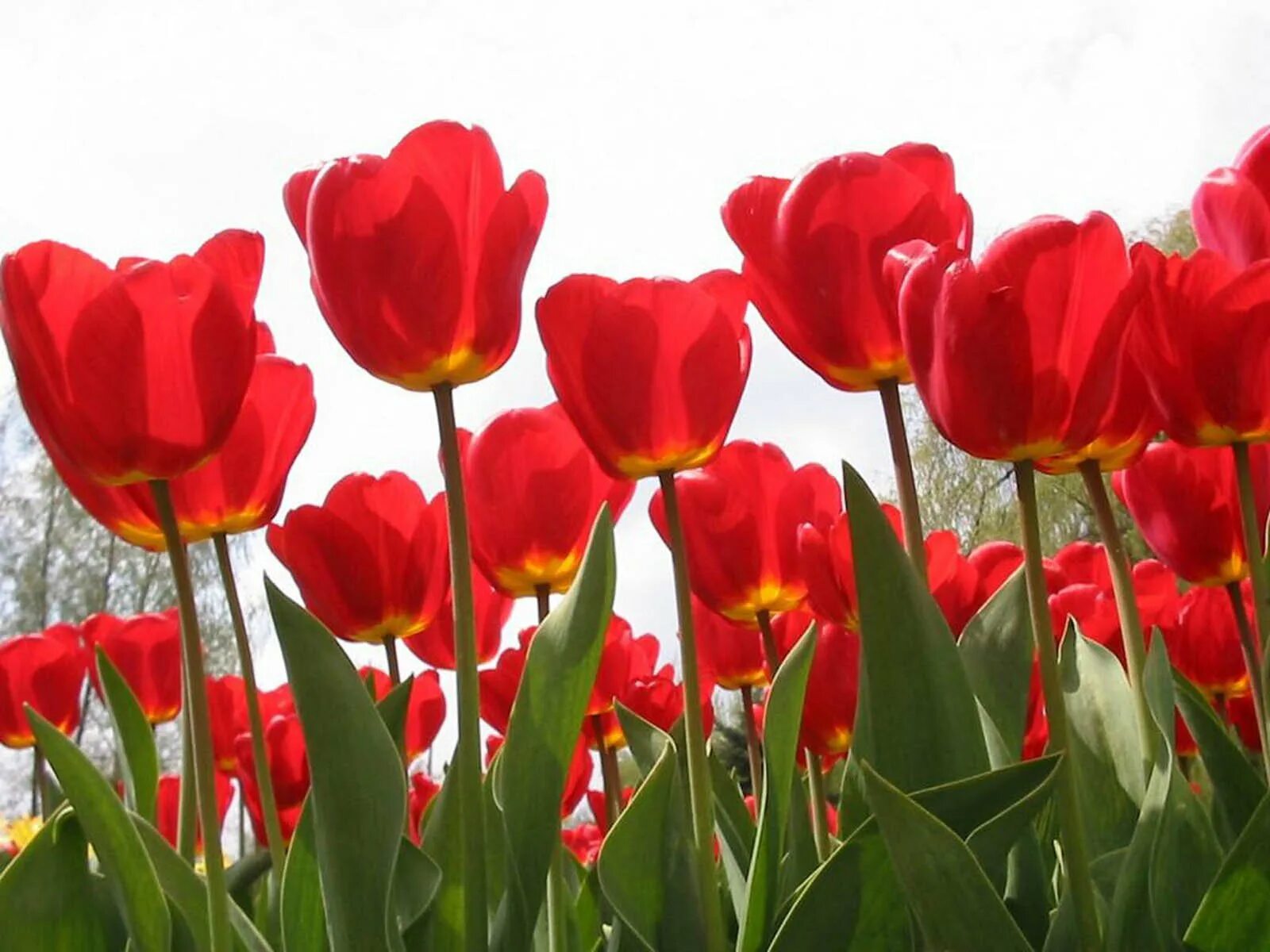 3 красных тюльпана. Тюльпан ред Парадиз. Тюльпан ред Голд. Тюльпан Albert Heijn. Red Paradise тюльпан.
