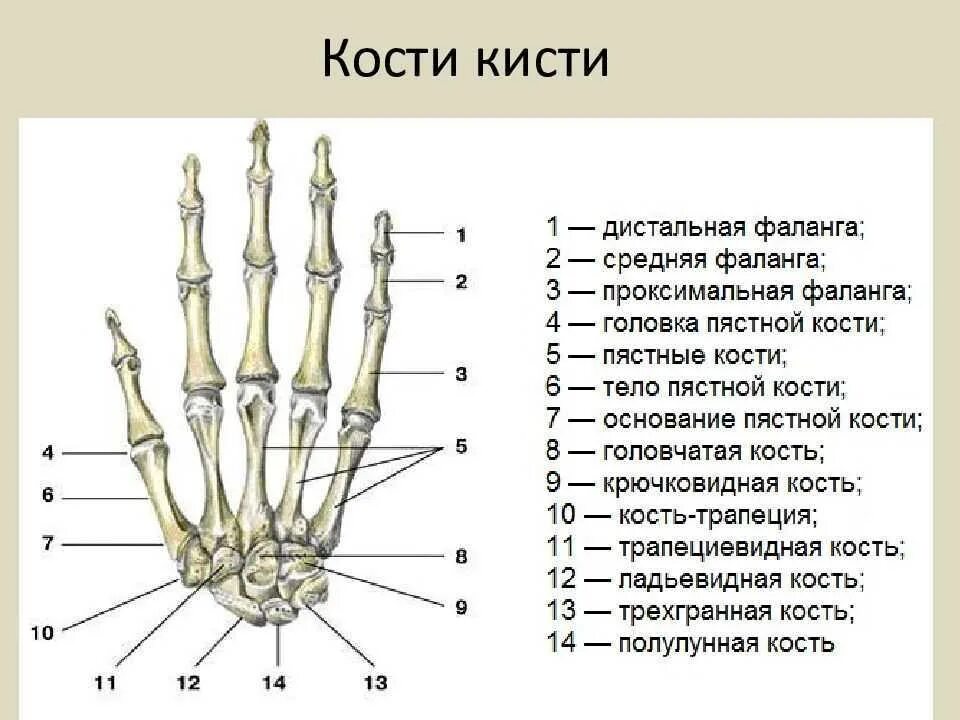 Первый запястно пястный сустав