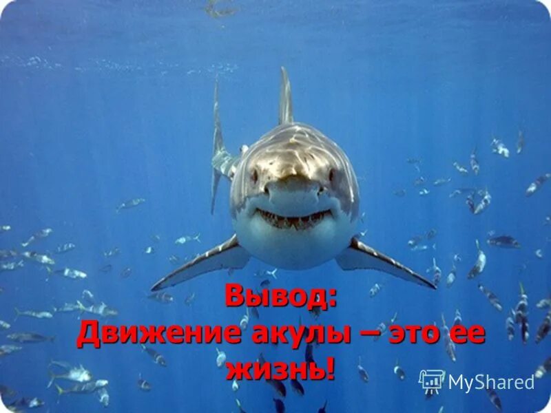 передвижение акулы. виды движений акулы. как передвигается акула. акула в аквариуме. передвижение акулы.