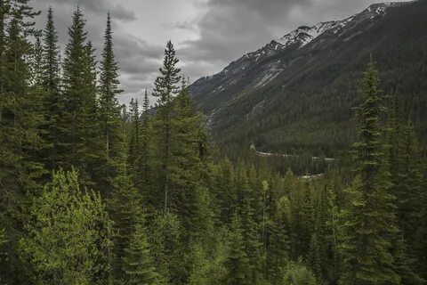 Boreal forest
