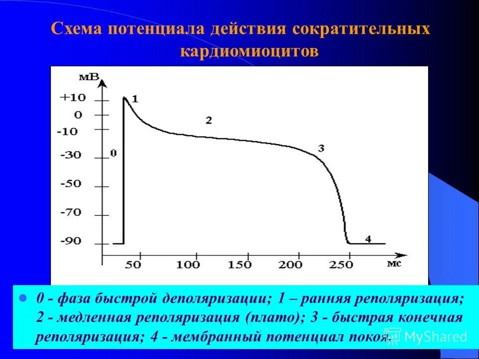 График пд атипических кардиомиоцитов. Фазы пд типичного кардиомиоцита. Потенциал действия кардиомиоцитов желудочков. Пд атипичных кардиомиоцитов фазы. Фазы типичных кардиомиоцитов.
