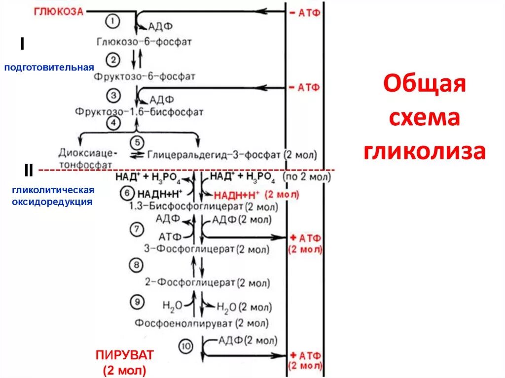 Схема реакции аэробного гликолиза Глюкозы. Аэробный гликолиз схема. Анаэробный распад Глюкозы биохимия. Гликолиз схема процесса. На каких этапах происходит образование атф