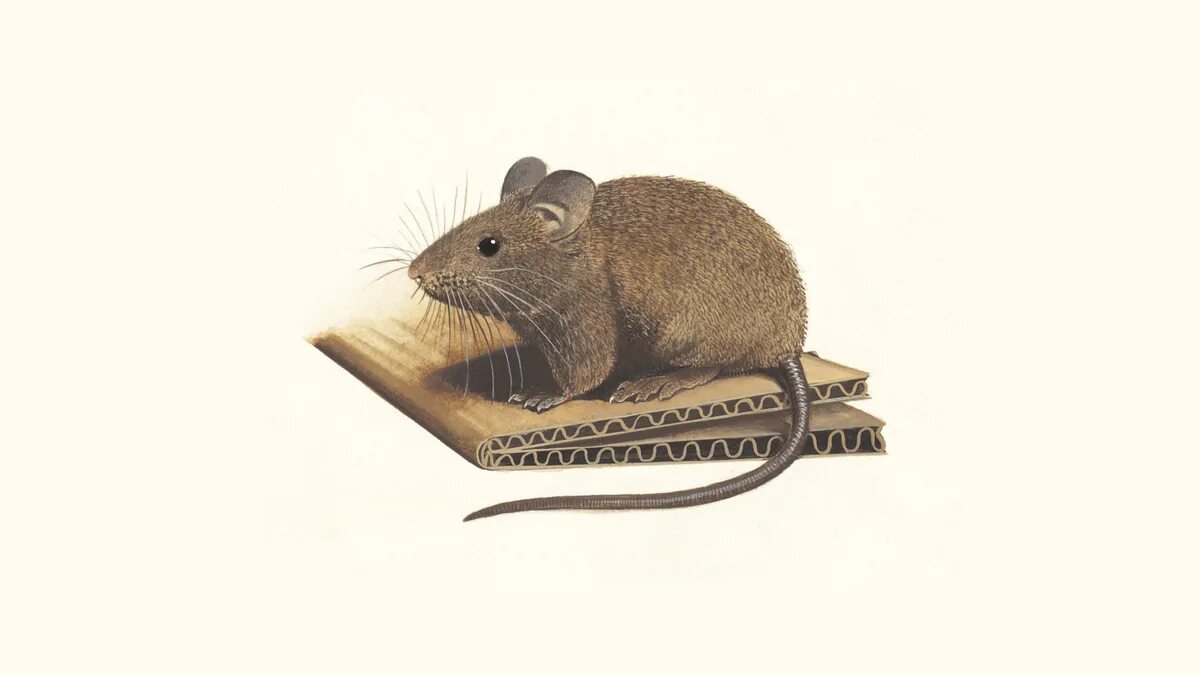 Мышь картинка. Домовые мыши. Изображение мышки. Мышь рисунок. F mice