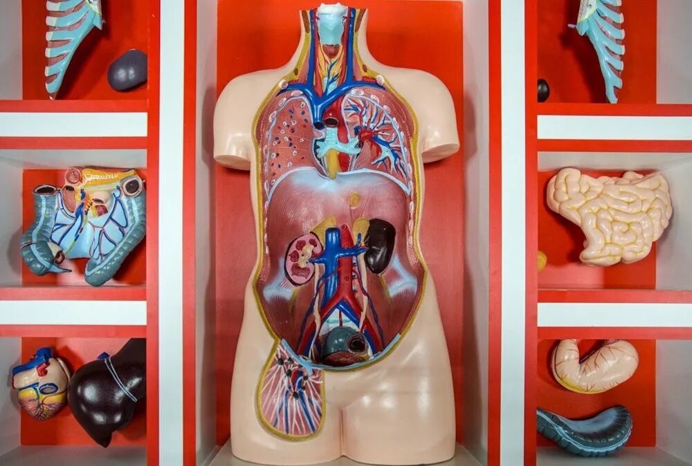 Анатомический музей вднх. Музей внутри человека москва. Лейден музей человеческого тела. Музей органов человека в москве. Музей строения человека.