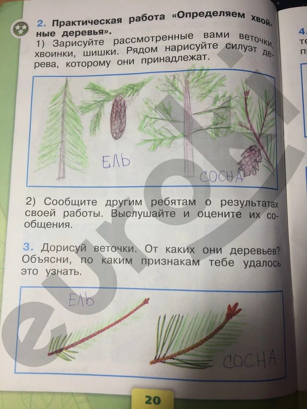 Окр мир 1 кл 1 часть. Окружающий мир 1 класс рабочая тетрадь стр 20. Окружающий мир 1 класс рабочая тетрадь стр 19. Гдз по окружающему миру 1 класс. Окружающий мир практическая работа определяем хвойные деревья.