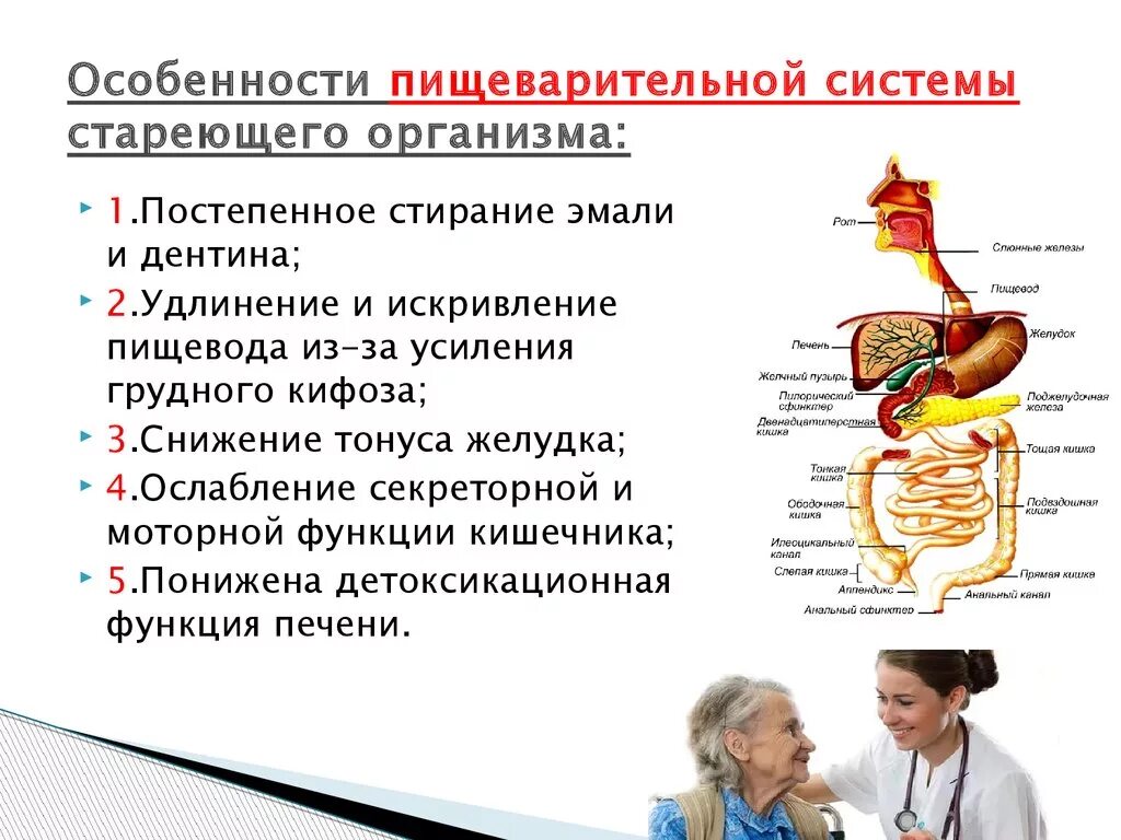 Заболевания пищеварительной системы. Характеристика пищеварительной системы человека. Нарушения заболевания системы органов пищеварения. Особенности органов пищеварения.