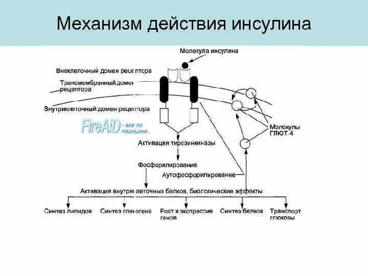 Синтез инсулина последовательность. Схема действия соматотропного гормона и инсулина. Механизм действия инсулина на клетки мишени. Механизм действия инсулина биохимия. Механизм действия гормона инсулина.