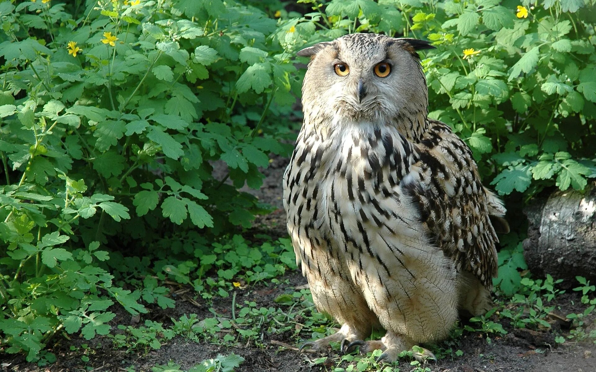 Филин Bubo Bubo. Филин Bubo Bubo Linnaeus, 1758. Западно Сибирский Филин. Филин обыкновенный (Bubo Bubo). Крупная совообразная птица