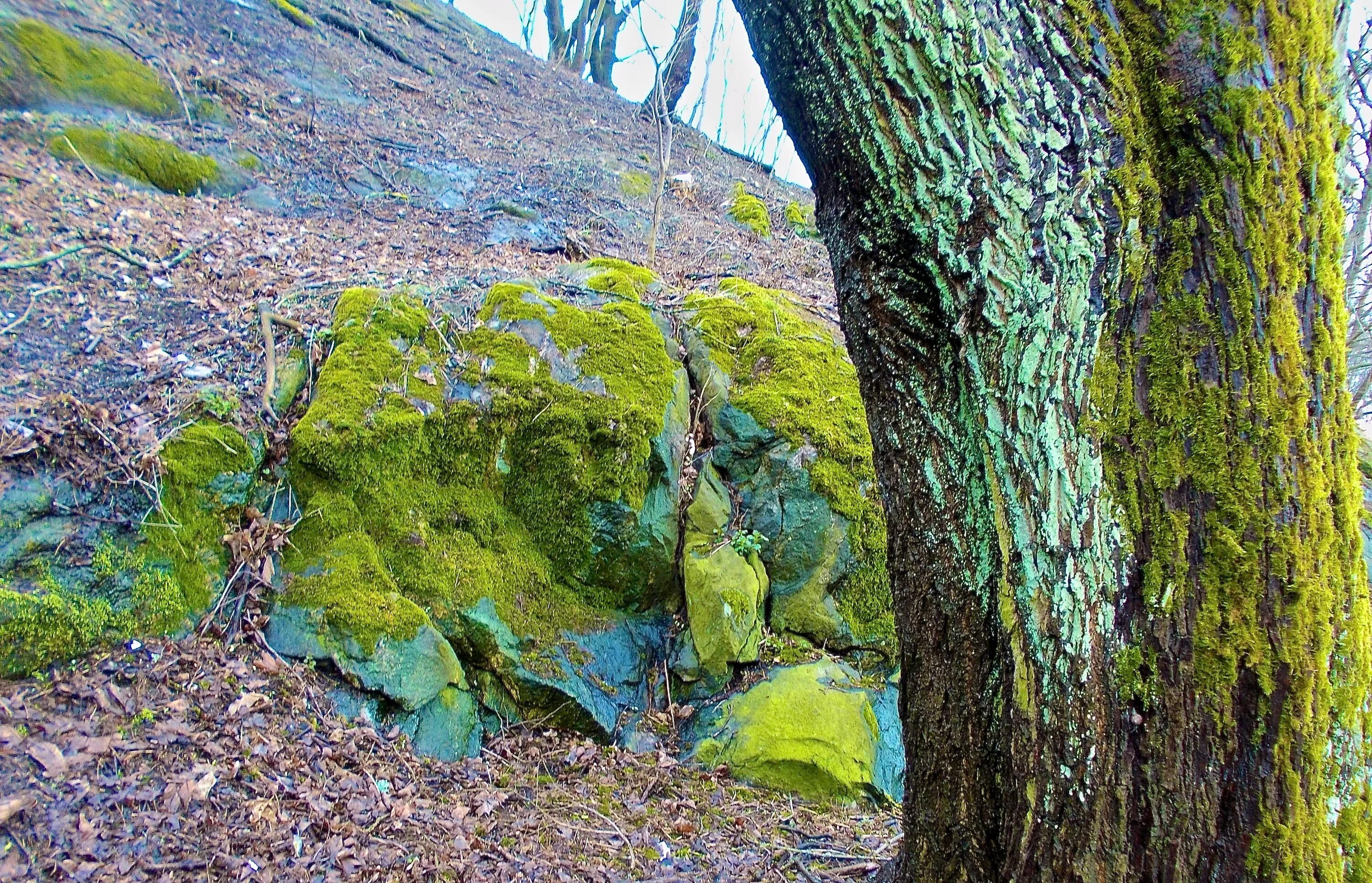 Ориентирование мхи и лишайники. Ягель Spring Green. Мхи и лишайники на камнях.