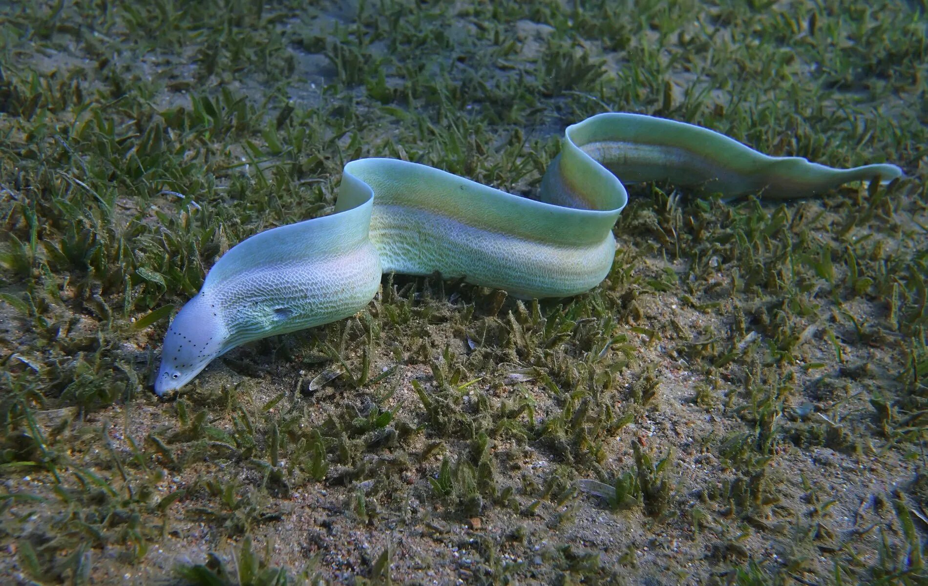 рыба змея в море. рыба змея в море. морская змея ластохвост. морская змея мурена. ленточная мурена.