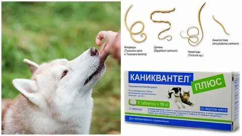 Как дать собаке таблетку от глистов