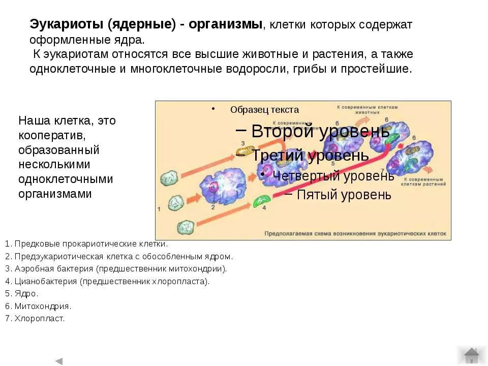 К эукариотическим организмам относятся. К эукариотическим организмам не относятся. Ядерные организмы. Какой организм не относится к эукариотам. Организмы клетки которых содержат оформленное ядро