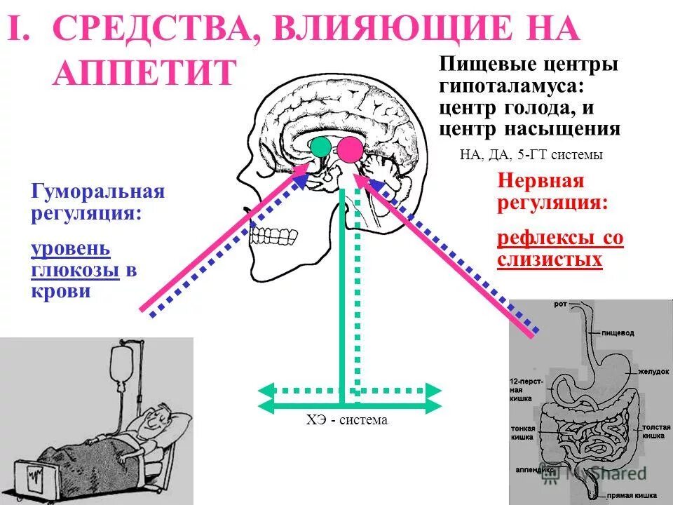 Центр аппетита