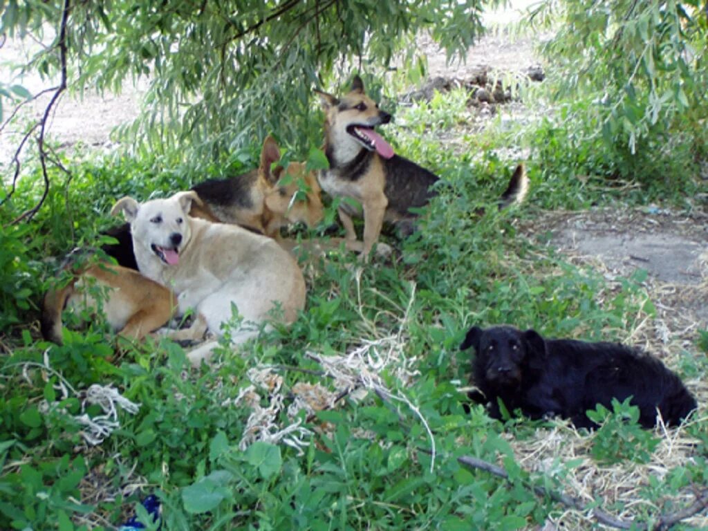 Стая диких собак преследует туристов. Свора собак в лесу. Бродячие собаки. Стая собак. Стая бездомных собак.
