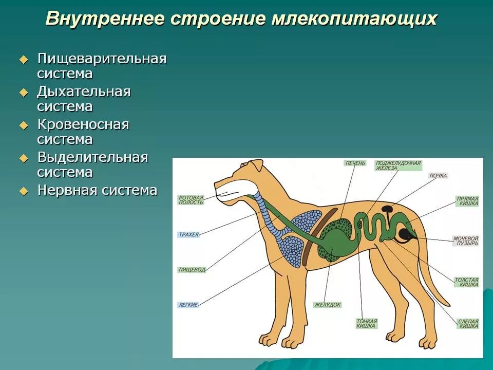 Дыхательная система собаки. Внутреннее строение млекопитающих 7 класс пищеварительная система. Строение пищеварительной системы млекопитающих 7 класс таблица. Строение млекопитающих 8 класс. Внутреннее строение млекопитающих 7 класс биология.